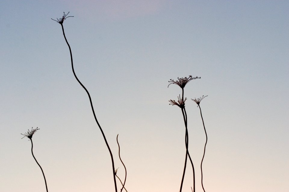 Sticky things at sunset