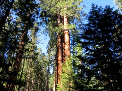 Sequoia NP in CA