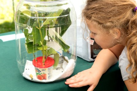 Monarch Butterfly Day 2017