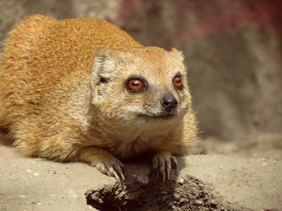 Mammal zoo děčín zoo