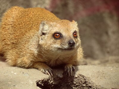 Mammal zoo děčín zoo