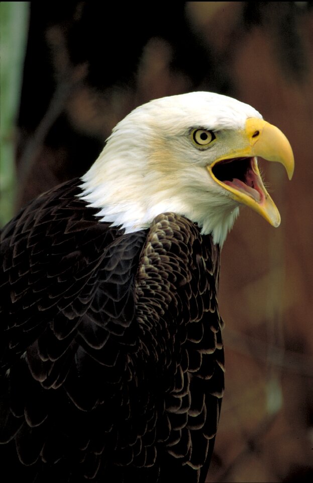 Perched raptor bird