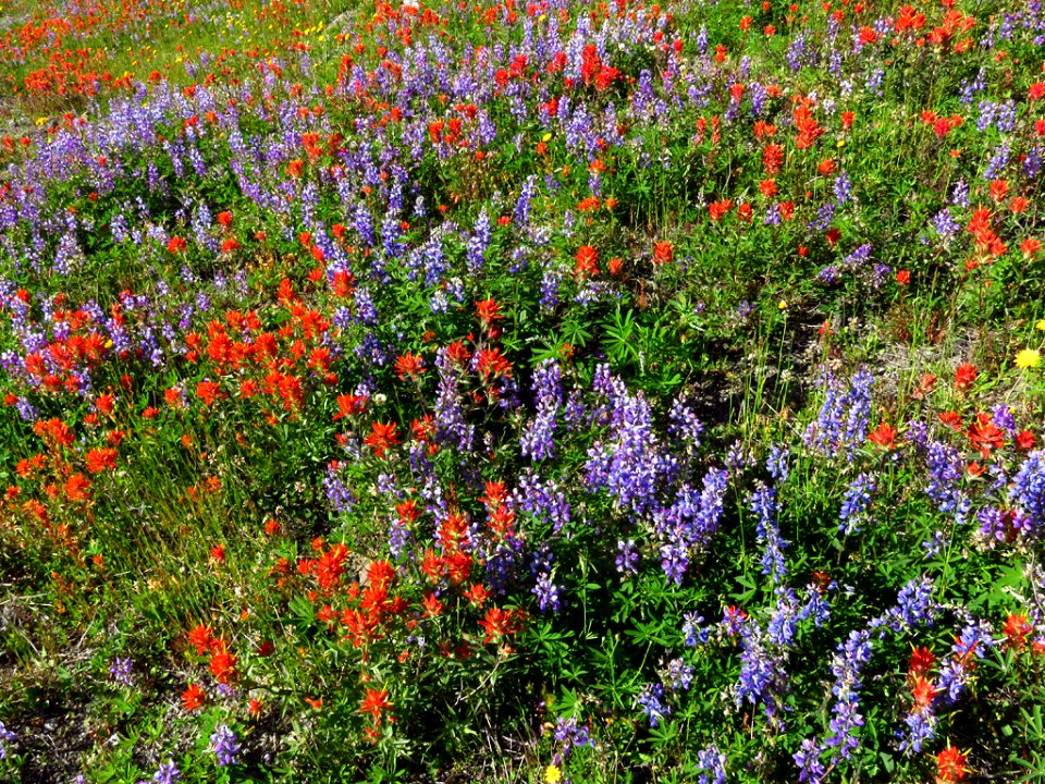 Wildflowers at Mt. St. Helens NM in Washington