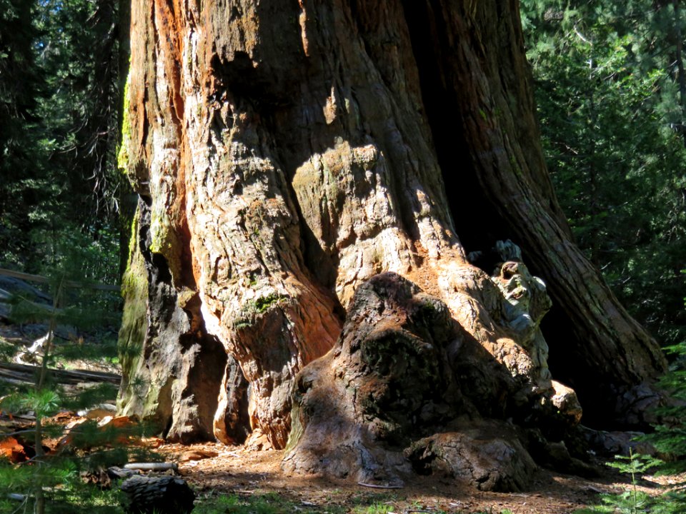 Sequoia National Park in CA