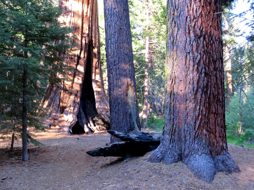 Trail Of 100 Giants at Sequoia NF in CA