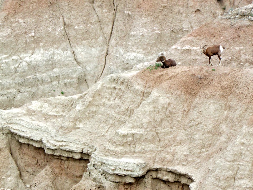 Bighorn Sheep at Badlands NP in SD
