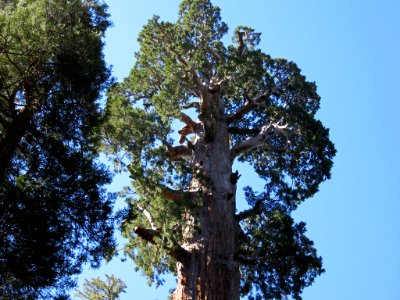Sequoia NP in CA