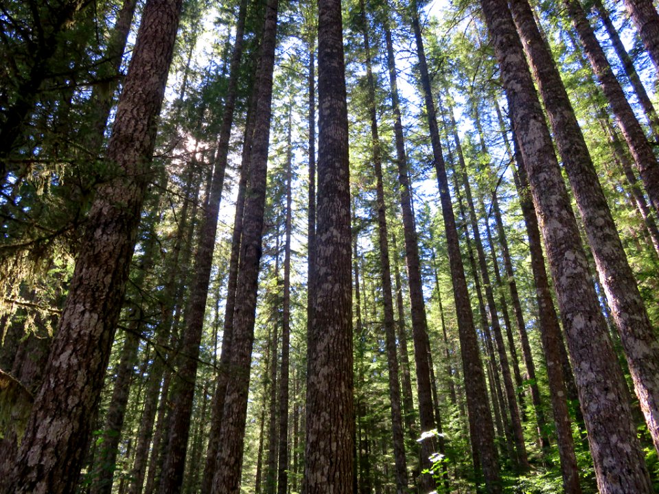 Gifford Pinchot National Forest in Washington