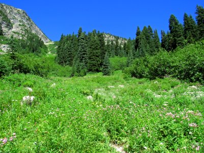 Maple Pass Trail at North Cascades NP in WA