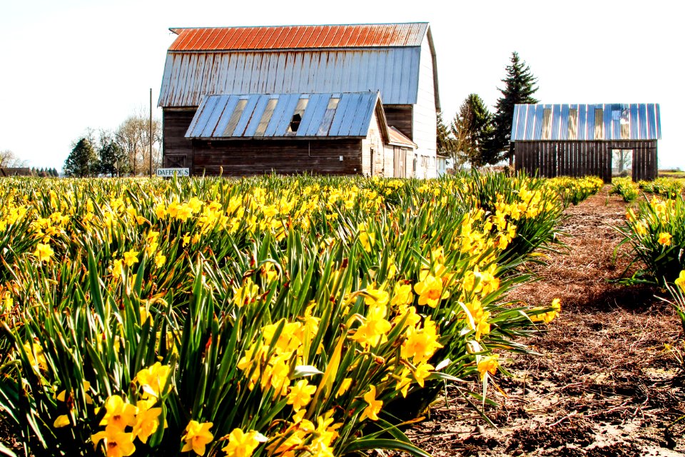 The daffodil barn, Tangent, Oregon
