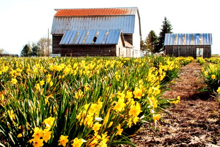 The daffodil barn, Tangent, Oregon photo