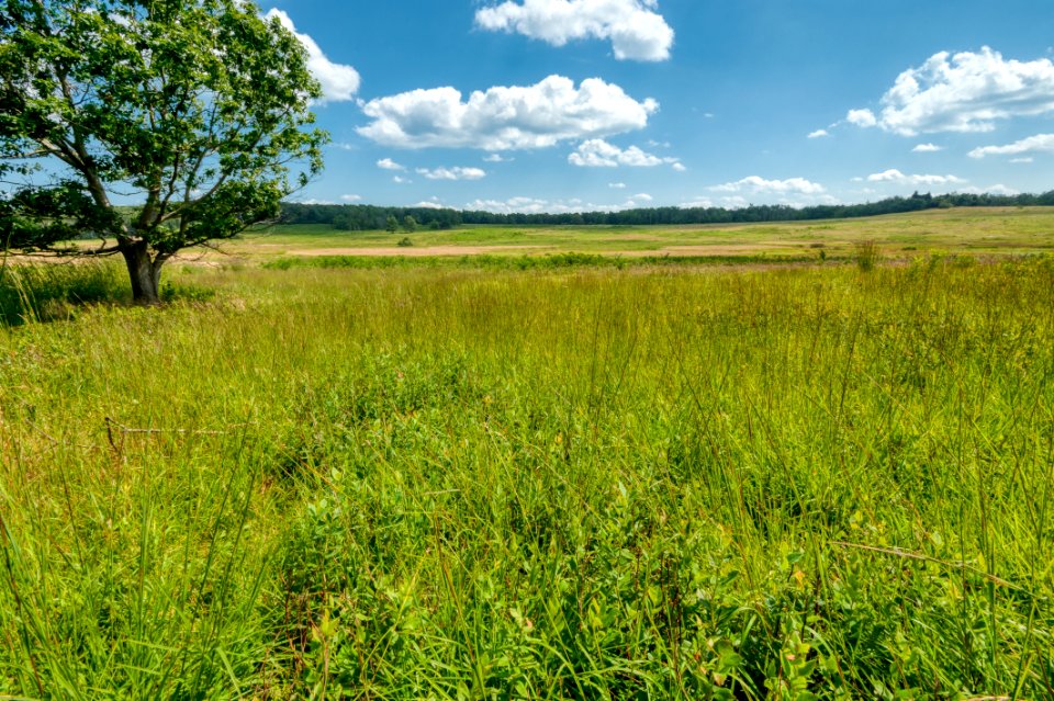 Big Meadows Green-Up Day 109