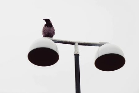 Crow rook lantern
