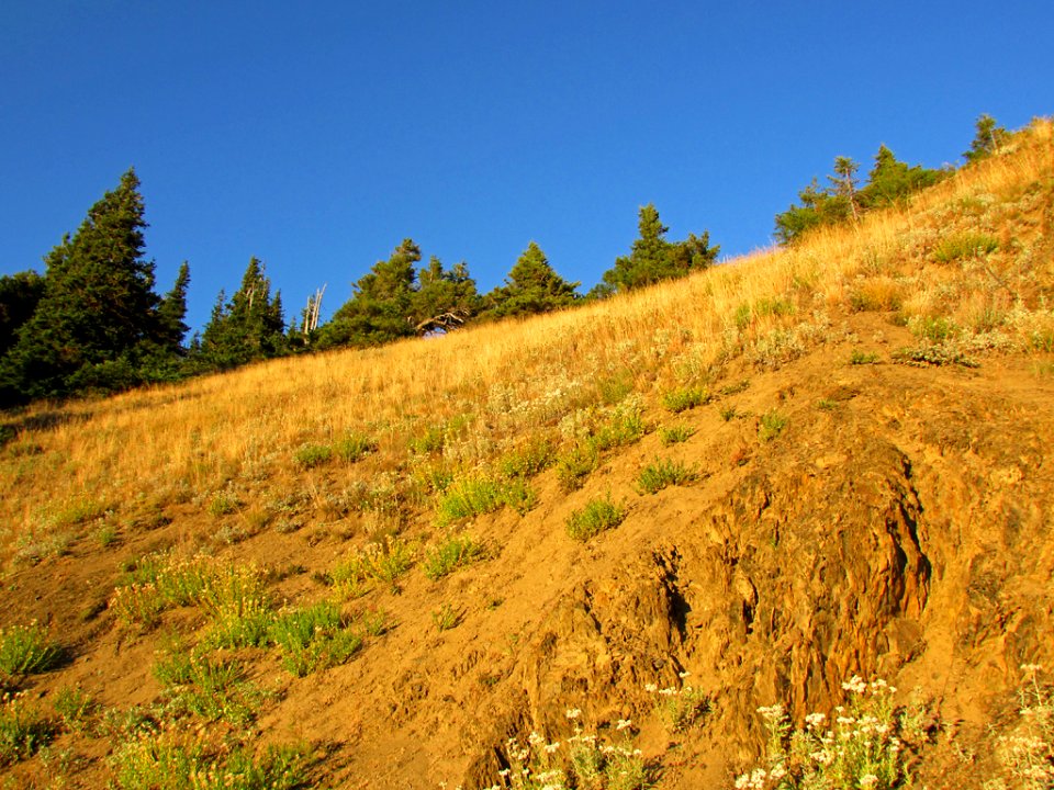 Hurricane Ridge at Olympic NP in WA