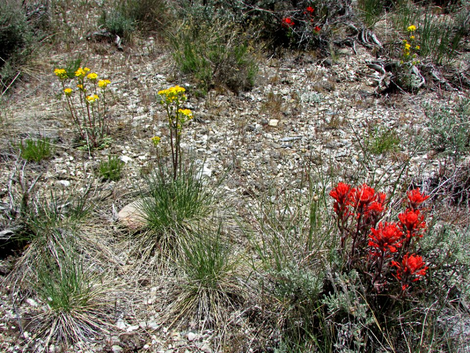 Great Basin NP in NV