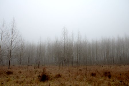 Tree grove covered in heavy fog, Oregon
