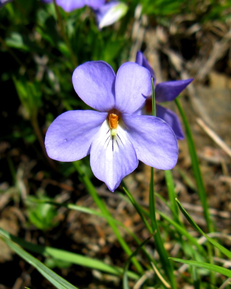 Birdfoot Violet photo