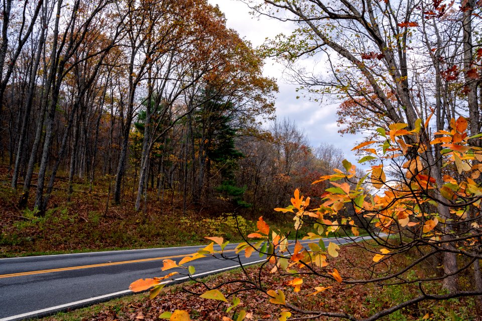 The Drive Through Late Fall Leaves