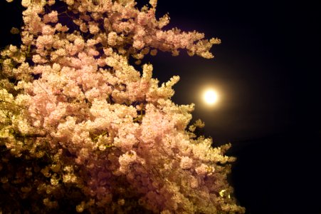 Cherry blossoms and full moon, Salem, Oregon photo
