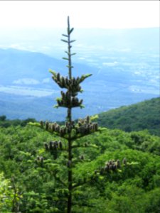 Balsam Fir