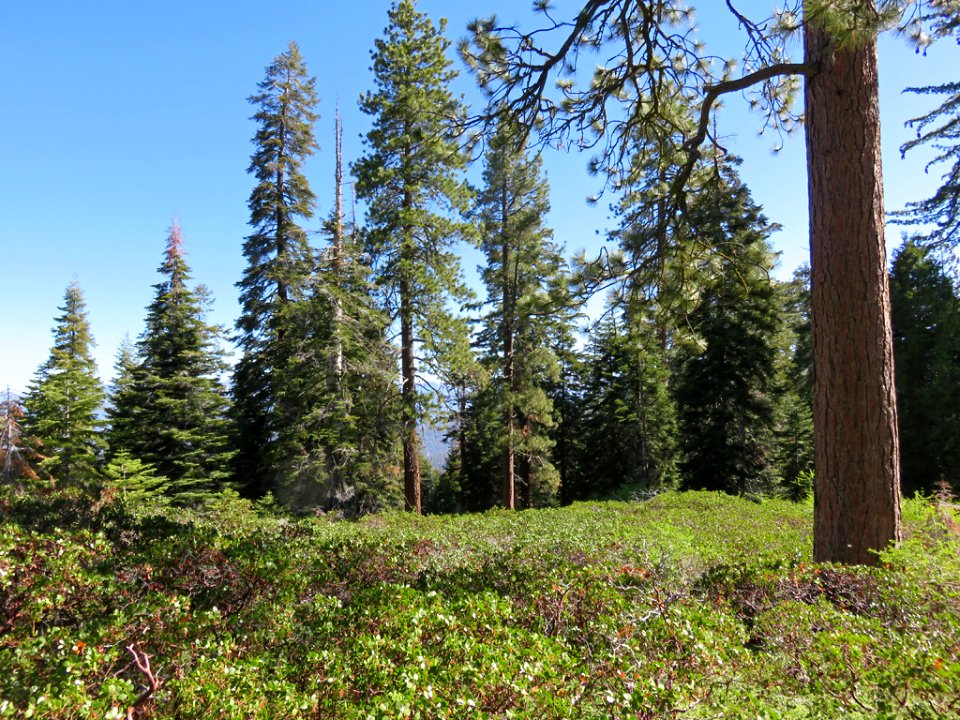 Sequoia NP in CA