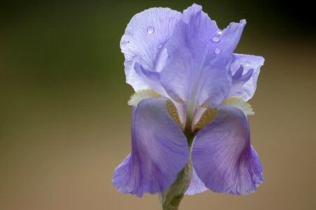 Spring purple iris photo