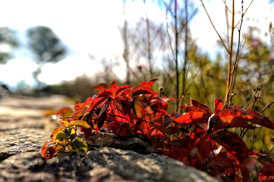 Virginia Creeper Creeping...