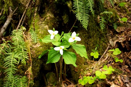 Trillium flowers, Cascades, Oregon