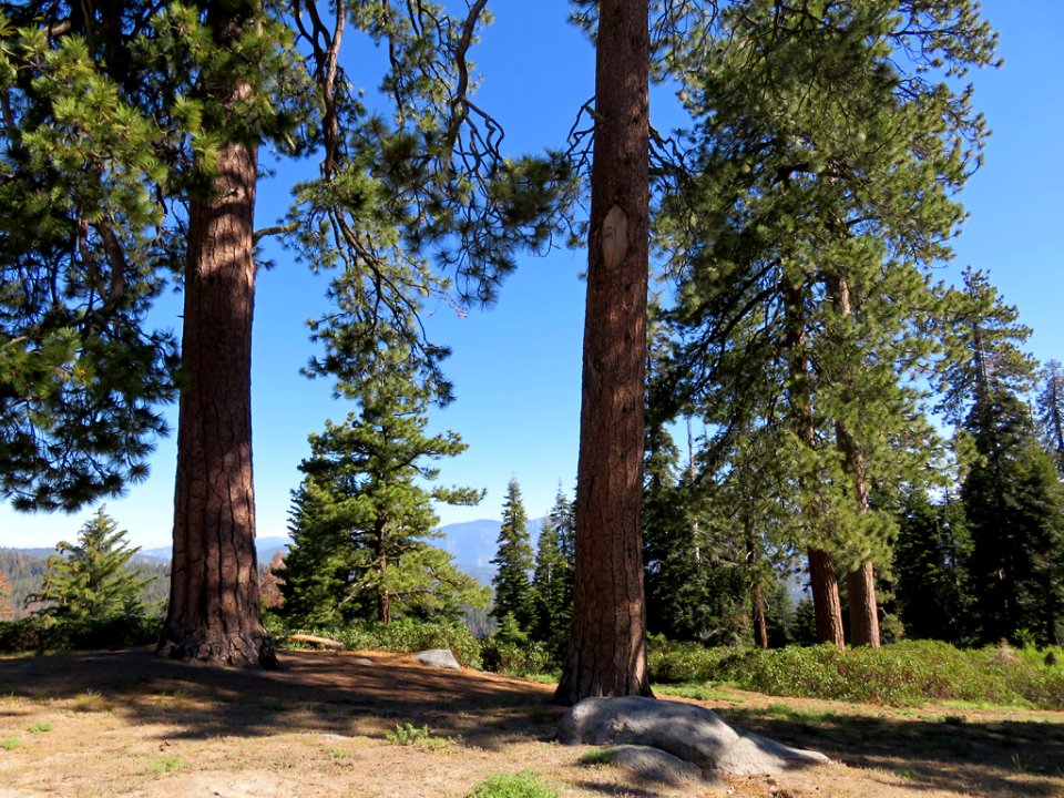Sequoia National Park in CA
