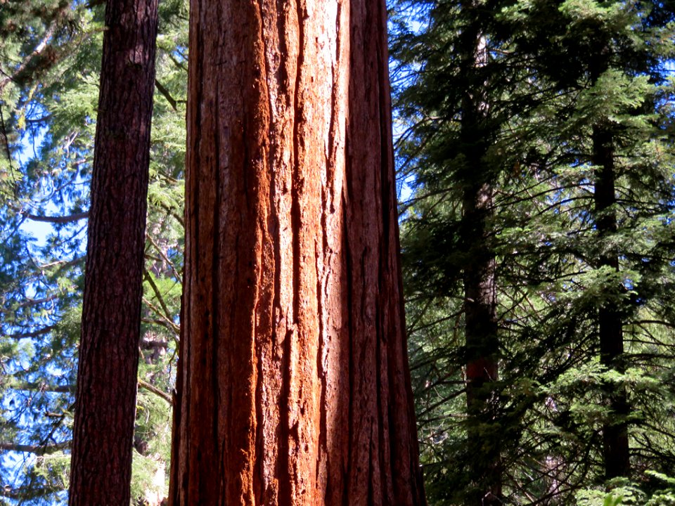 Sequoia NP in CA