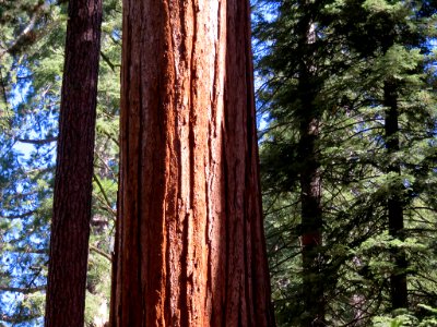 Sequoia NP in CA