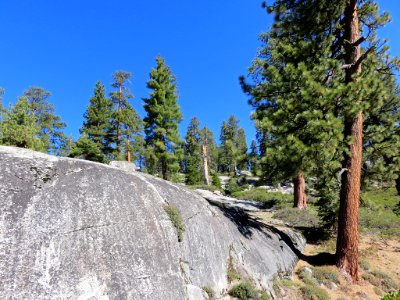 Sequoia NP in CA