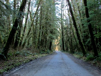 Quinault Rain Forest at Olympic NP in WA