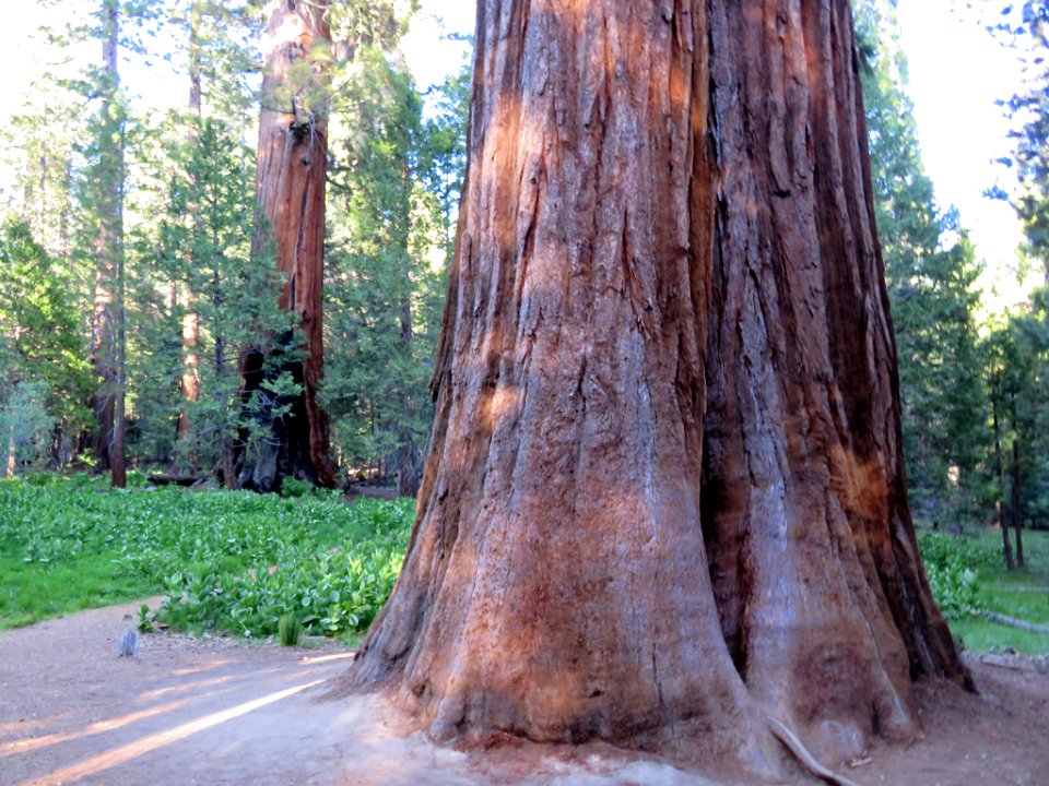 Trail Of 100 Giants at Sequoia NF in CA