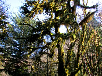 Quinault Rain Forest at Olympic NP in WA