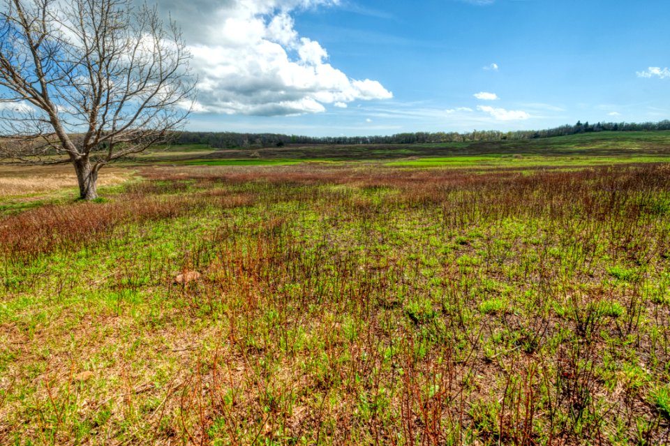 Big Meadows Green-Up Day 23