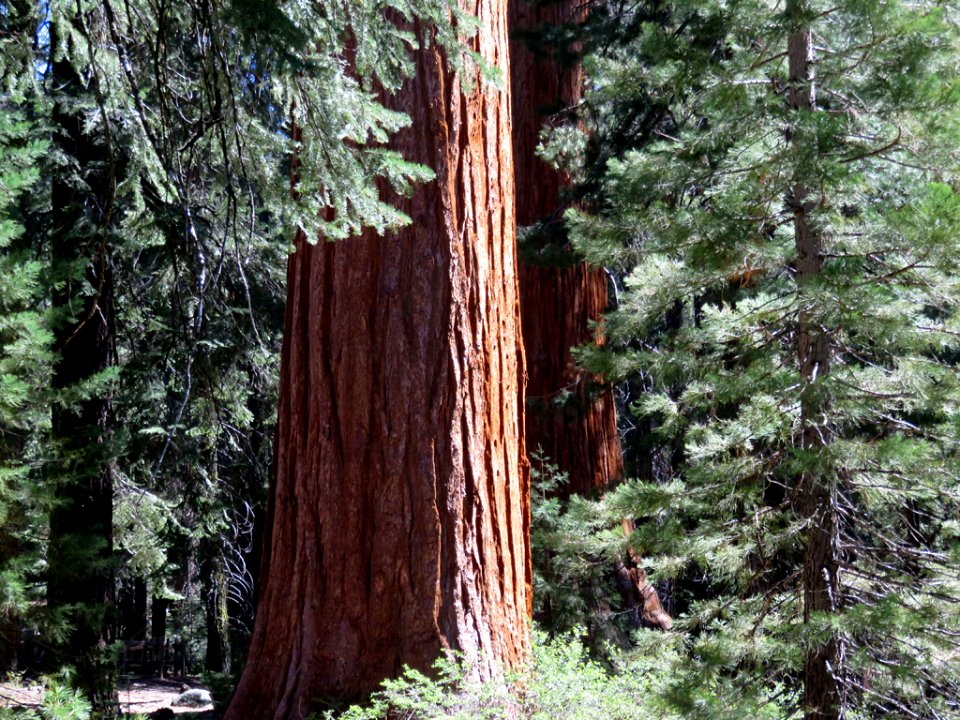 Kings Canyon NP in CA