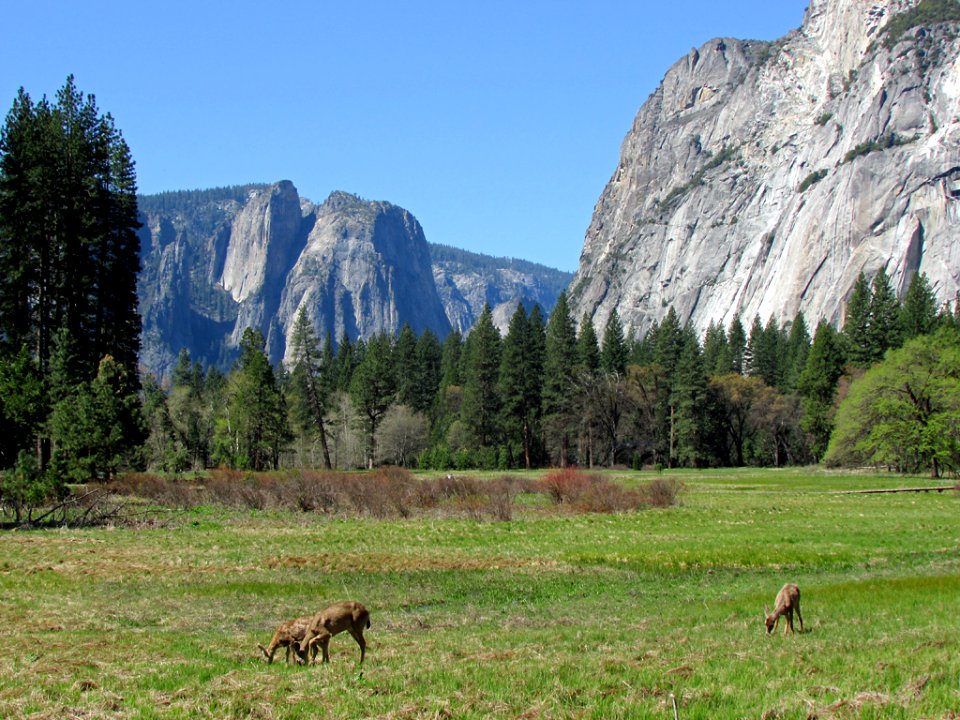 Deer at Yosemite NP in CA