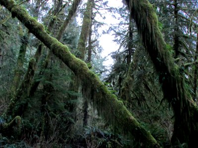 Quinault Rain Forest at Olympic NP in WA