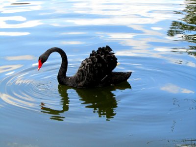 Black Swan in WA