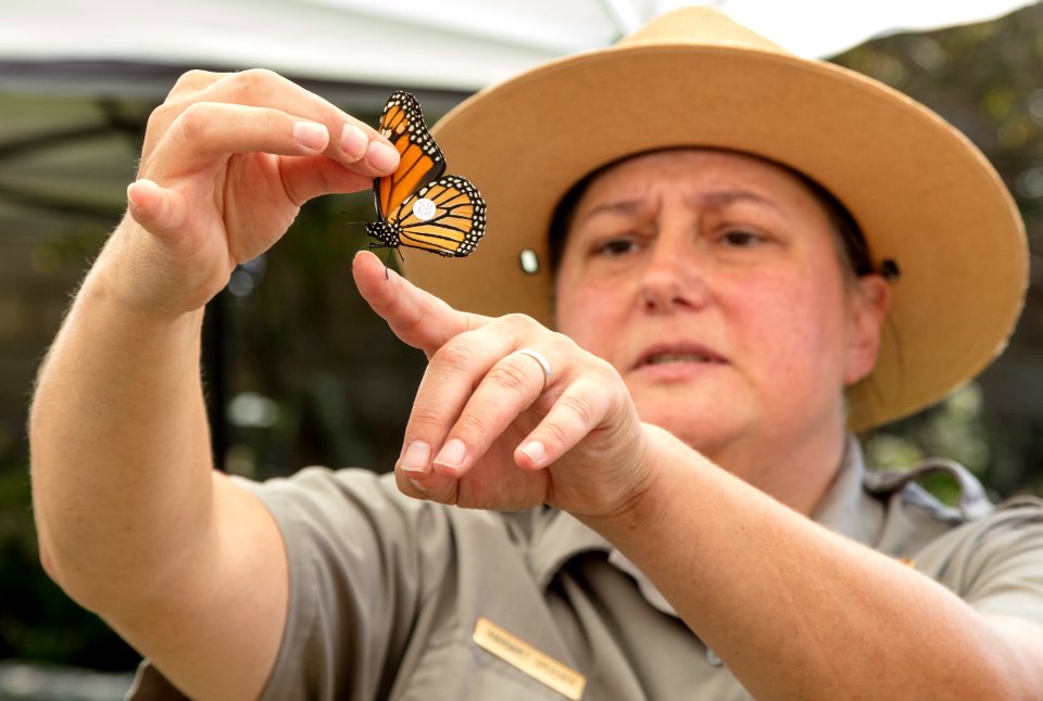 Monarch Butterfly Day 2017