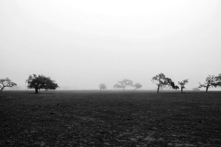Gloomy nature mist photo