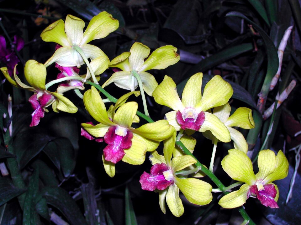 Orchids greenhouse flowers