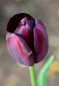Tulip flower flowers