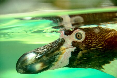 Cute curious recovered