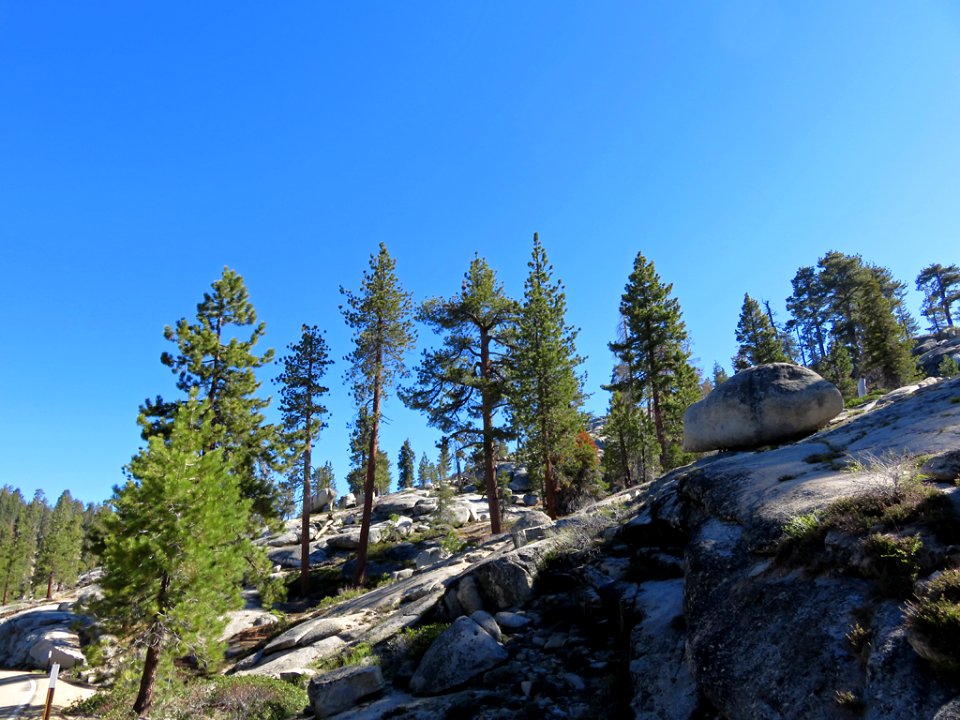 Sequoia NP in CA photo