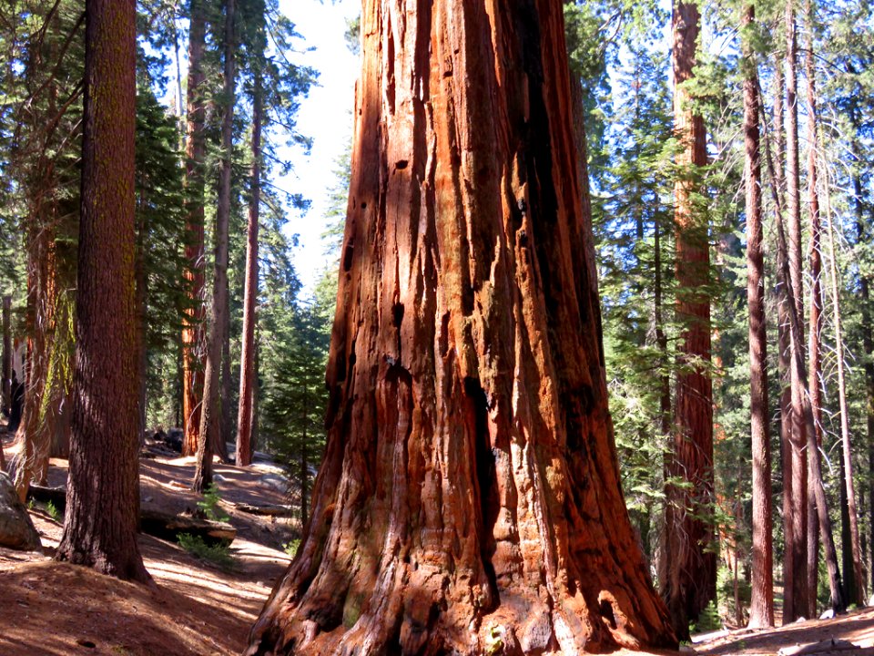 Kings Canyon NP in CA