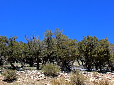 Great Basin NP in NV
