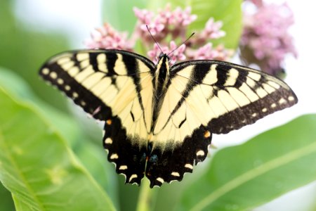 Eastern Tiger Swallowtail Butterfly photo
