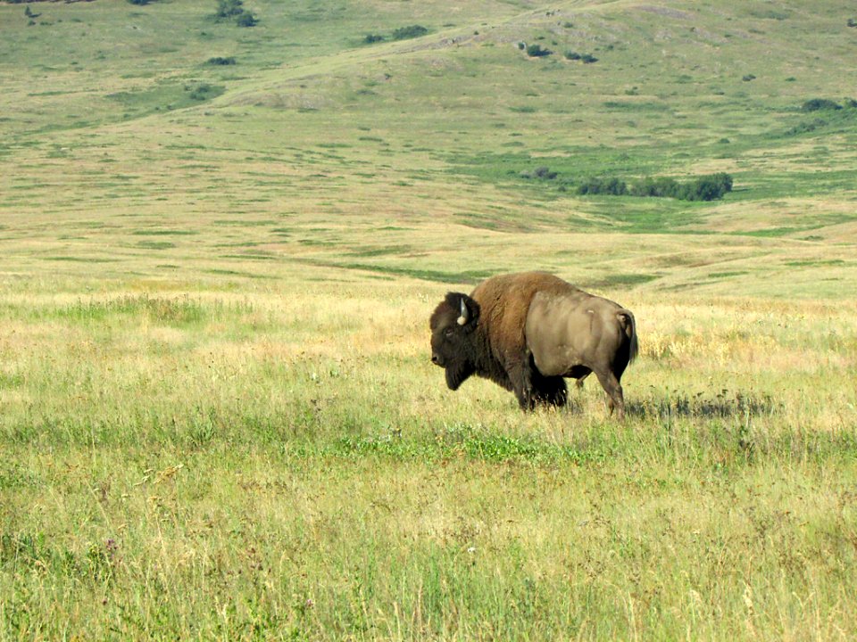 National Bison Range in MT